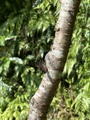 Kaniska canace drilon