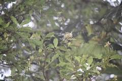 Arachnothryx monteverdensis