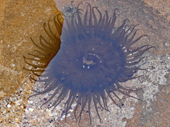 Aulactinia