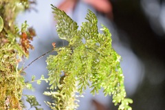 Hymenophyllaceae