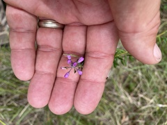 Comesperma ericinum