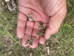 Comesperma ericinum