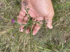 Comesperma ericinum