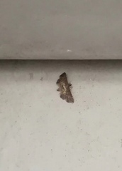 Nacoleia inouei
