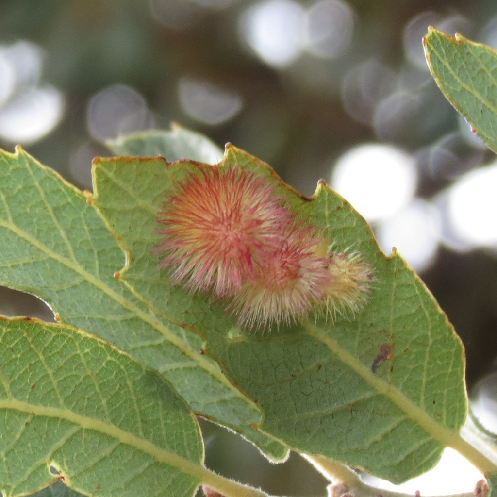 Feron sulfureum