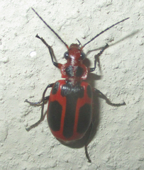 Lebistina peringueyi