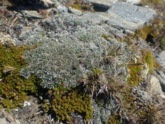 Myosotis pulvinaris
