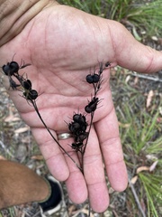 Haemodorum austroqueenslandicum