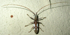 Olenecamptus olenus