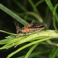 Gminatus