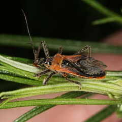 Gminatus