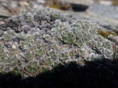Myosotis pulvinaris