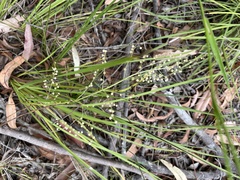 Lomandra laxa