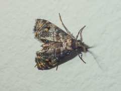 Paracataclysta fuscalis