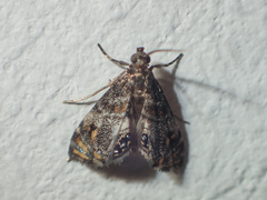 Paracataclysta fuscalis