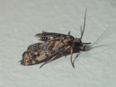 Paracataclysta fuscalis