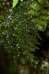 Hymenophyllaceae