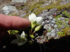 Gentianella bellidifolia
