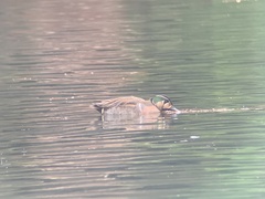 Sibirionetta formosa