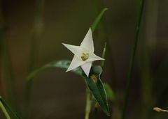 Billardiera scandens