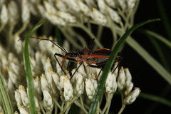 Gminatus