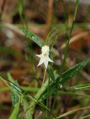 Billardiera scandens