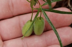 Billardiera scandens