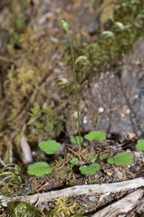 Lagenophora strangulata