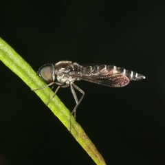 Docidomyia