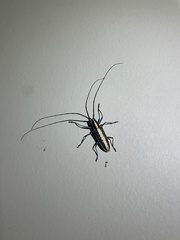 Neoptychodes candidus