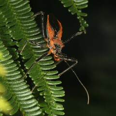 Gminatus