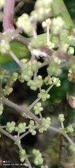 Dendrocnide meyeniana