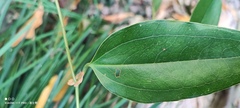 Smilax ocreata