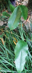 Smilax ocreata