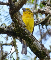Pheucticus chrysogaster