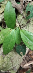 Hoya carnosa