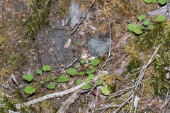 Lagenophora strangulata