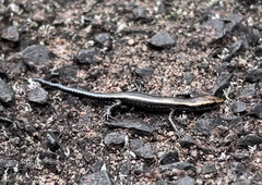Cryptoblepharus pulcher