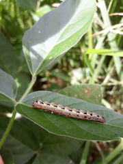 Spodoptera albula