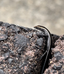 Cryptoblepharus pulcher