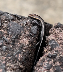 Cryptoblepharus pulcher