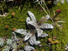Anisotome lanuginosa