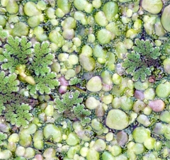 Azolla filiculoides