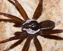 Dolomedes briangreenei