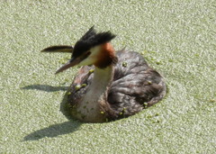 Podiceps cristatus