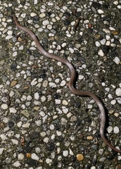 Contia tenuis