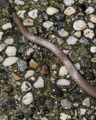 Contia tenuis