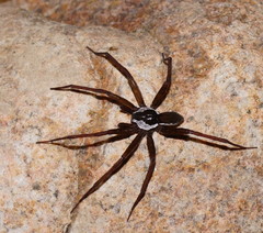 Dolomedes briangreenei