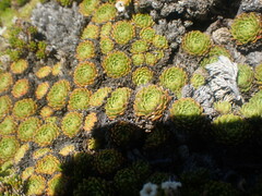 Hectorella caespitosa