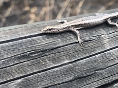 Cryptoblepharus buchananii